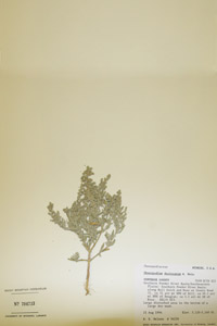 Herbarium Sheet of 